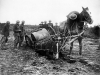 War Horses in the First World War (Imperial War Museum)