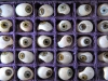 Pattern box for eye prostheses (Dresden, World War I)