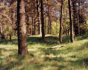 Camouflage: Fake emplacement left side of the image. Sniper in the gap between the trees on the right side, 90x110cm (© Simon Menner)