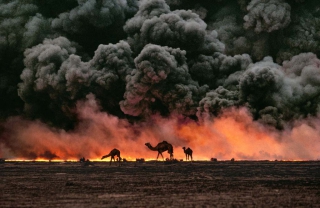 Ahmadi Oil Fields, Kuwait, 1991

Camels and oil fire, Kuwait, 1991

Sandwiched between blackened sand and sky, camels search for untainted shrubs and water in the burning oil fields of southern Kuwait.  Their desperate foraging reflects the environmental plight of a region ravaged by the gulf war. Canby, Thomas Y. (August 1991)

"The first Gulf War taught us a new lesson in unconventional conflict. Saddam Hussain's army filled the skies of southern Kuwait with black poignant smoke from the burning oil lines.  It was a powerful, debilitating symbol. And there was another.  McCurry, who was covering the war, saw camels running in terror from the fires.  Both images -whether of the fires or of the animals- were powerful representations of the chaos of that time.  Central to McCurry's reputation as a journalist is his discipline to wait, and to search, and then to recognize the most telling image.  The juxtaposition of the fire and smoke and camels running amok creates an icon of that war." - Phaidon 55

National Geographic, Vol. 180, No. 2, pgs. 2-3, August 1991, The Persian Gulf: After the Storm

Phaidon, 55, Iconic Images, final book_iconic, final print_milan, iconic photographs

As his army retreated from Kuwait, Saddam Hussein ordered the ignition of the oil fields that scatter the country.  The effect was an ecological disaster of unimaginable scale.  These camels are running from the fires.  It is a futile effort: soon they will covered in oil that rails down from the sky.

Steve Mccurry_Book
Iconic_Book
Untold_book

final print_UrbanArt'12

final print_MACRO'11