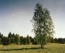 Camouflage: Sniper under the left side of the birch tree, 90x110cm (© Simon Menner)